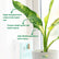 dieffenbachia big ben plant