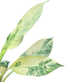big ben dieffenbachia