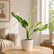 dieffenbachia big ben
