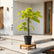 desmodium gold plant online