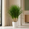 Dracaena Darco