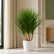 Dracaena Darco