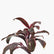 Dracaena Mahatma