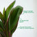 Dracaena Mysore
