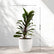 Dracaena Mysore