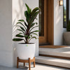 Dracaena Mysore
