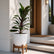 Dracaena Mysore