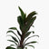 Dracaena Mysore