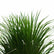 Dracaena Darco