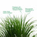 Dracaena Darco