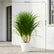 Dracaena Darco