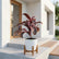 Dracaena Mahatma