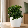 Dracena Twisted