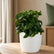 Dracena Twisted