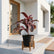 Stylish Indoor Plant