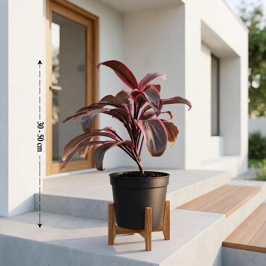 Stylish Indoor Plant