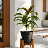 Dracena Miss Andrea care