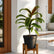 Dracena Miss Andrea care