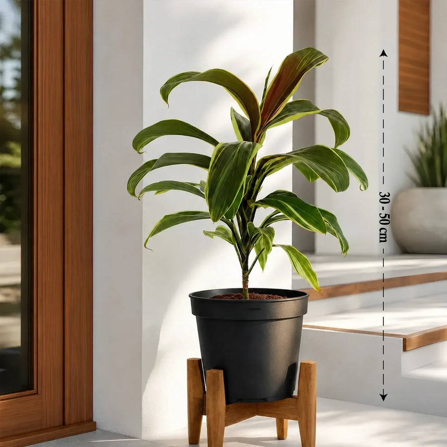 Dracena Miss Andrea care