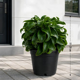Dracena Twisted