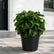 Dracena Twisted plant online