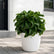Dracena Twisted