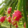 Dragon Fruit White Fleshed Pink