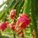 Dragon Fruit White Fleshed Pink