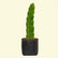 Dragon Fruit White Fleshed Pink