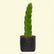 Dragon Fruit Red/Pink-Fleshed