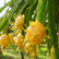 Yellow Dragon Fruit