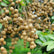 Edo Longan