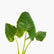 Elephant Ear