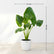 Elephant Ear
