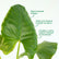 Elephant Ear