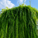 curtain creeper plant