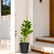 Eranthemum Gold Plant Online