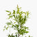 Eugenia Verigated