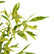 Eugenia Variegated
