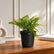 fern plant with pot