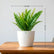 Sword Fern