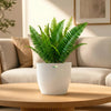 Sword Fern
