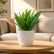 Sword Fern