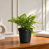 Fern