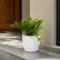 fern plant outdoor