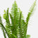Sword Fern