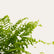 Fern