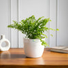 Fern
