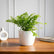 Fern