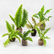 Ferns combo